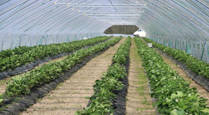 Wybieramy tunele do przyspieszonej uprawy truskawek