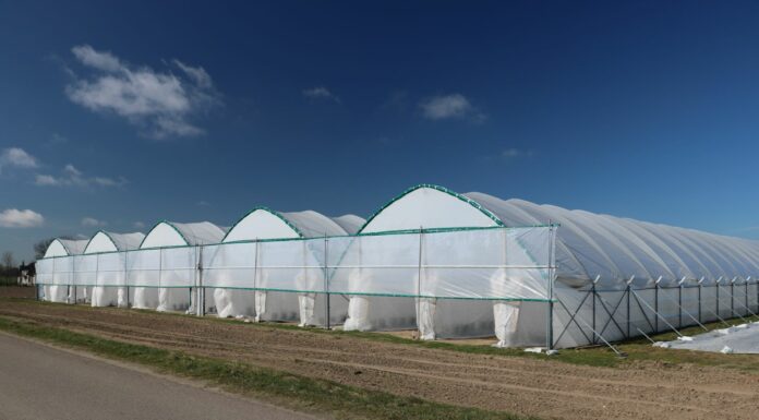 Wiosna pod tunelami (cz. I) – malina