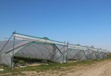 Ochrona truskawek pod osłonami wg. programu firmy Bayer na 2021 rok