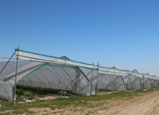 Ochrona truskawek pod osłonami wg. programu firmy Bayer na 2021 rok