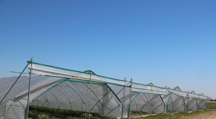 Ochrona truskawek pod osłonami wg. programu firmy Bayer na 2021 rok