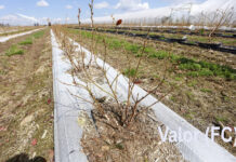 14 odmian borówki po zimie 2020/21