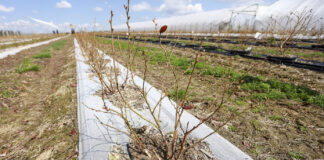 14 odmian borówki po zimie 2020/21