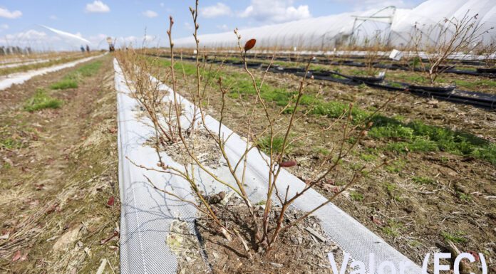 14 odmian borówki po zimie 2020/21