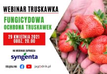 Fungicydowa ochrona truskawki
