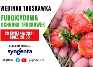Fungicydowa ochrona truskawki