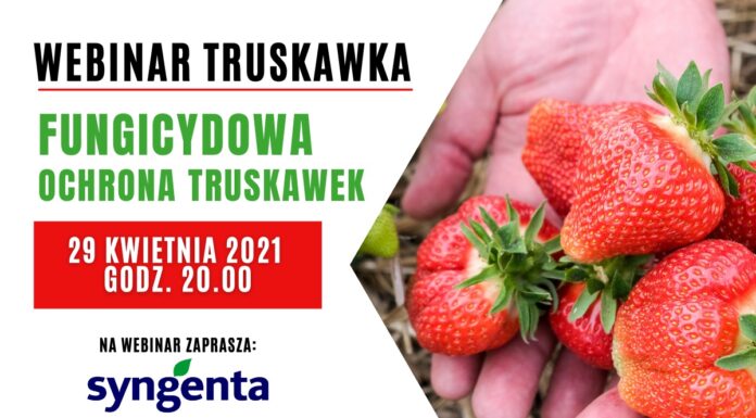 Fungicydowa ochrona truskawki