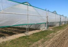 Wiosna pod tunelami (cz. II) – truskawka