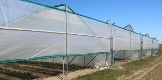 Wiosna pod tunelami (cz. II) – truskawka