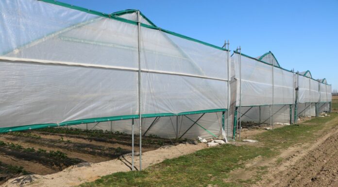 Wiosna pod tunelami (cz. II) – truskawka