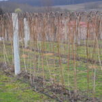 fot. 1. początek wegetacji maliny odmiany Glen Amplemalina_