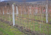 Rozpoczynamy ochronę malin malina glen ample