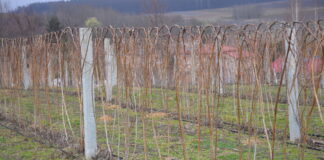 Rozpoczynamy ochronę malin malina glen ample