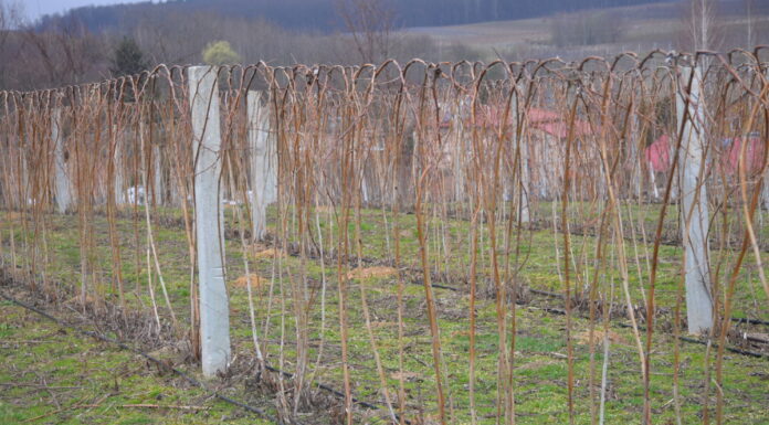 Rozpoczynamy ochronę malin malina glen ample