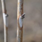 fot. 5. didymella2malina_