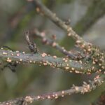 fot.-7-Gruzelek-cynobrowy