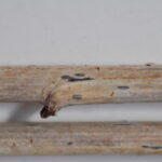 fot. 7. slerocja botrytismalina_