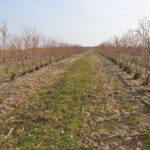 plantacja po cięciu i rozdrabnianiu pędówborowka_PK_monitoring_21_