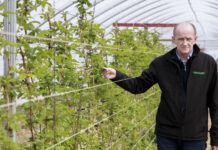 Maliny – nawożenie startowe krzysztof zachaj