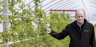 Maliny – nawożenie startowe krzysztof zachaj