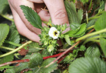 Jak pomóc truskawkom po zimnej wiośnie?