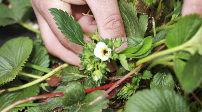 Jak pomóc truskawkom po zimnej wiośnie?