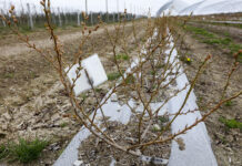 Nawożenie borówki po zimnej wiośnie