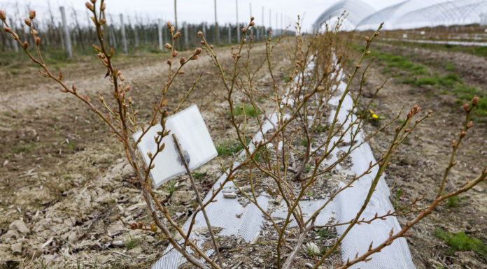 Nawożenie borówki po zimnej wiośnie
