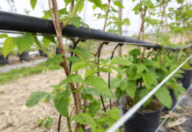 Wzmocnienie, regeneracja i naturalna ochrona