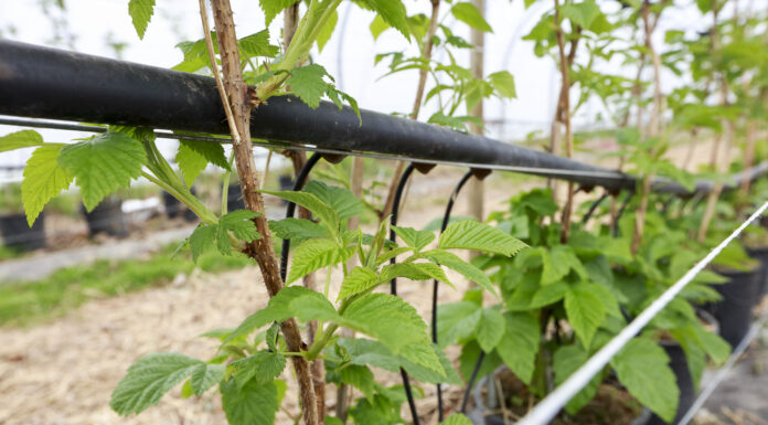 Wzmocnienie, regeneracja i naturalna ochrona