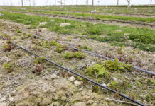 Maliny – przemarznięcia pędów jednorocznych po zimie 2021