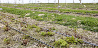 Maliny – przemarznięcia pędów jednorocznych po zimie 2021