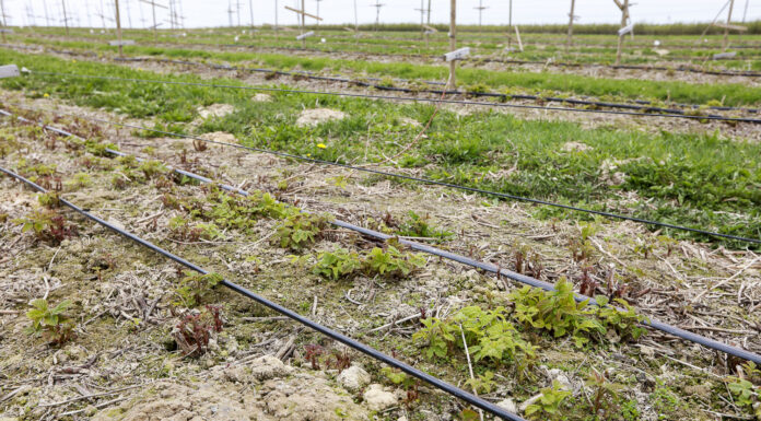 Maliny – przemarznięcia pędów jednorocznych po zimie 2021