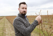 Nawożenie wiosenne borówki. Dlaczego warto dolistnie? Michał Wojcieszek Yara