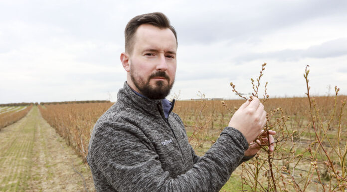 Nawożenie wiosenne borówki. Dlaczego warto dolistnie? Michał Wojcieszek Yara