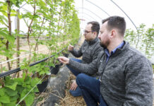 Jak szybko odbudować masę liściową w uprawie malin? malina Hubert Tabor Michał Wojcieszek