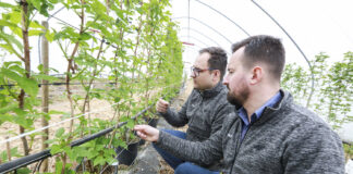 Jak szybko odbudować masę liściową w uprawie malin? malina Hubert Tabor Michał Wojcieszek