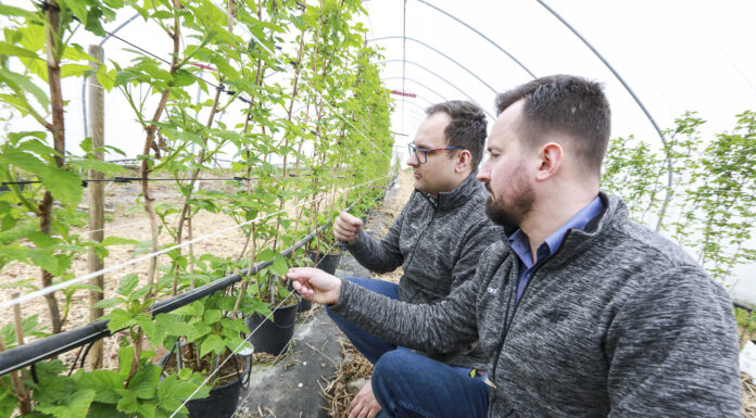Jak szybko odbudować masę liściową w uprawie malin? malina Hubert Tabor Michał Wojcieszek