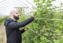 Zwalczanie przędziorków bez użycia pestycydów
