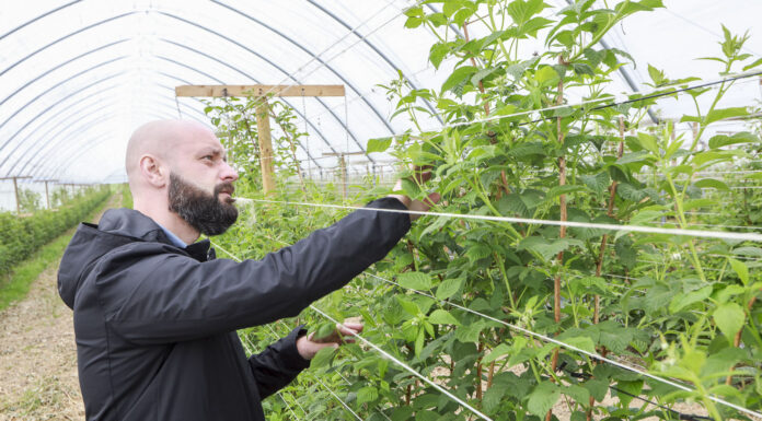 Zwalczanie przędziorków bez użycia pestycydów