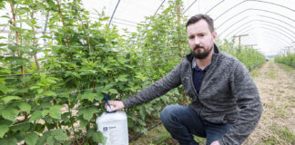 Malinowe Factory – zaczynamy dbać o jakość plonu Michał Wojcieszek