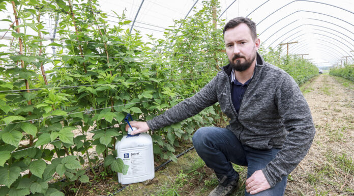 Malinowe Factory – zaczynamy dbać o jakość plonu Michał Wojcieszek