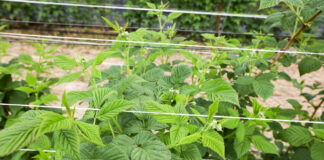 Maliny letnie – jeszcze przed kwitnieniem, jesienne – dopiero rosną. Jak wspomóc rośliny? malina w okresie kwitnienia