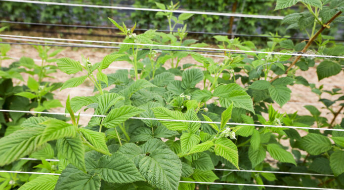 Maliny letnie – jeszcze przed kwitnieniem, jesienne – dopiero rosną. Jak wspomóc rośliny? malina w okresie kwitnienia