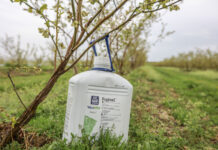 Odżywianie borówki wysokiej w okresie kwitnienia