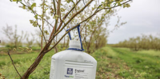 Odżywianie borówki wysokiej w okresie kwitnienia