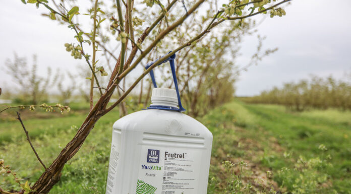 Odżywianie borówki wysokiej w okresie kwitnienia