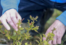 Zaczyna się kwitnienie borówki. Jak wspomóc rośliny?