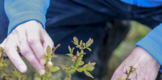 Zaczyna się kwitnienie borówki. Jak wspomóc rośliny?