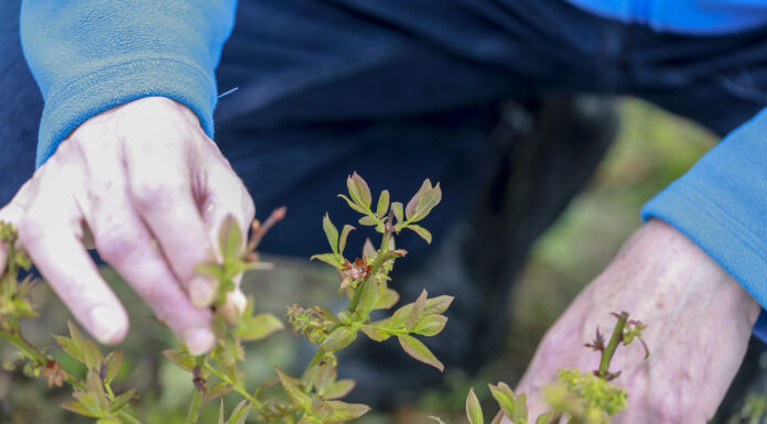 Zaczyna się kwitnienie borówki. Jak wspomóc rośliny?